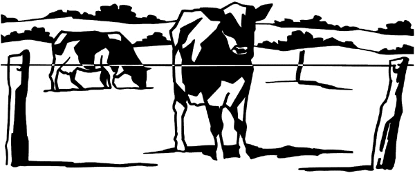 Two Holstein cows grazing in pasture vinyl sticker. Customize on line.  Agriculture Crops Farming Cows Farm Grazing 003-0086